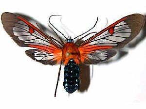Cosmosoma teuthras
